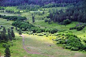 坂頭森林公園 坂頭森林公園