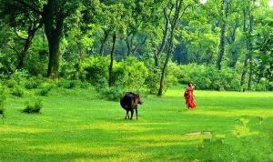 朱家村自然村 朱家村自然村