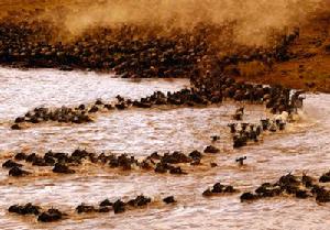 在一年一度的遷徙中，大約10000隻角馬在試圖度過肯亞的馬拉河
