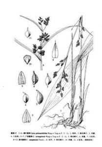 寶興苔草 寶興苔草