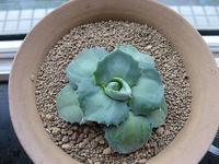 王妃雷神淺中斑