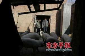 生豬經紀人 生豬經紀人