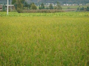 中營自然村 中營自然村