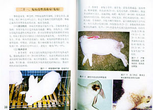 兔腦炎原蟲病 兔腦炎原蟲病