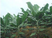 平攤自然村香蕉種植