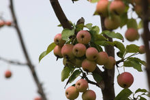 天津大學仁愛學院