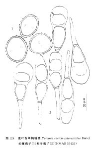 寬葉苔草柄鏽菌