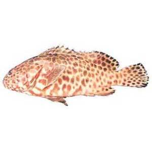 蜂巢石斑魚 蜂巢石斑魚