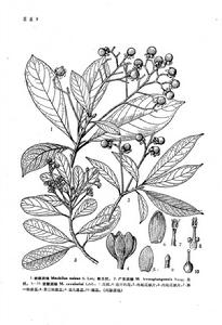 西疇潤楠 西疇潤楠