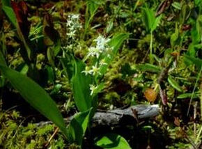 抱莖鹿藥 抱莖鹿藥