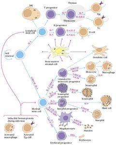 造血幹細胞移植 造血幹細胞移植