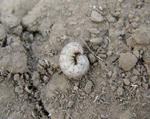 （圖）小地老虎