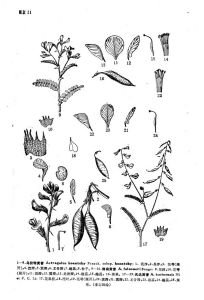 烏拉特黃耆（原亞種）