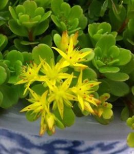 凹葉景天 凹葉景天