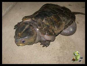 旋龜[爬行綱動物]