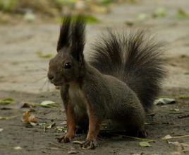 魔鬼松鼠 魔鬼松鼠