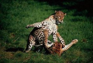 蛇雕斯里蘭卡亞種 蛇雕斯里蘭卡亞種