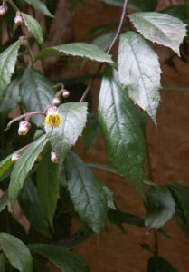 擬毛氈草 擬毛氈草