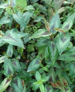 藥用植物蓮褐紋病 藥用植物蓮褐紋病