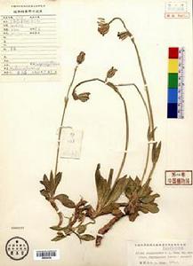 囊謙蠅子草 囊謙蠅子草