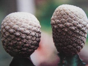 魚鱗大戟 魚鱗大戟