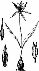 長柱組[百合科鬱金香屬]