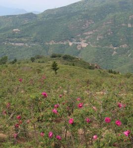妙峰山櫻桃園 妙峰山櫻桃園