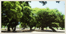 星州京山里城外森林