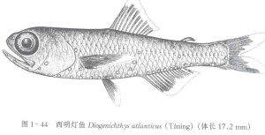 西明燈魚