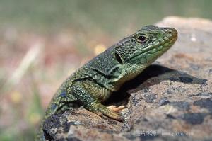 藍斑蜥蜴 藍斑蜥蜴