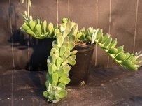 單頭千里光 單頭千里光