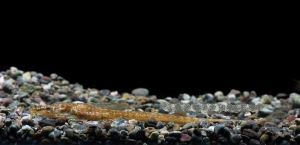 布氏針鰍鱸 布氏針鰍鱸