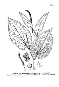 多脈胡椒 多脈胡椒