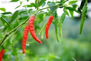 辣椒