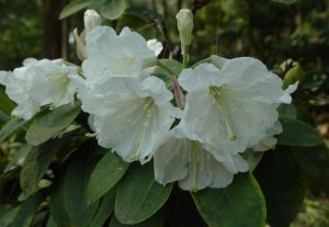 高尚大白杜鵑 高尚大白杜鵑