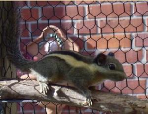 （圖）明紋花松鼠