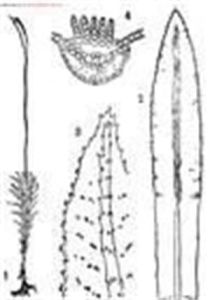 柔葉竹蘚 柔葉竹蘚