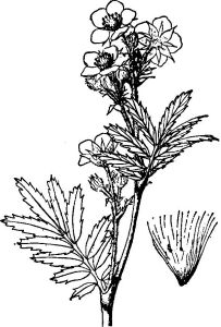 沼委陵菜屬 沼委陵菜屬