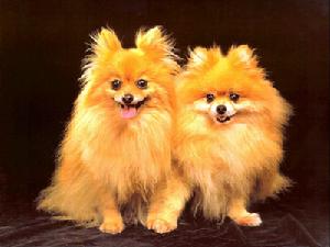 Pomeranian dog
