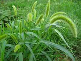 狗尾巴草 狗尾巴草