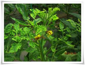 曲頂病毒屬 曲頂病毒屬