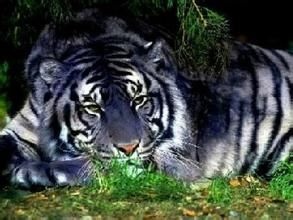 馬其他虎 馬其他虎