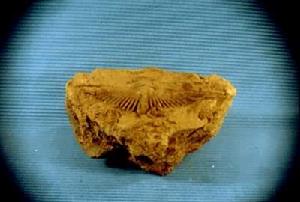 石燕貝目 石燕貝目