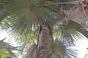 自死棕櫚樹 自死棕櫚樹