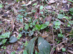 蝦脊蘭屬 蝦脊蘭屬