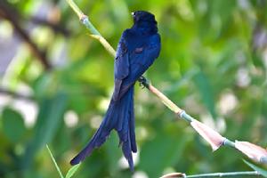 黑卷尾泰國亞種 黑卷尾泰國亞種