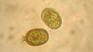 齒葉隱蜘藻 齒葉隱蜘藻