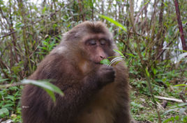 獼猴川西亞種 獼猴川西亞種