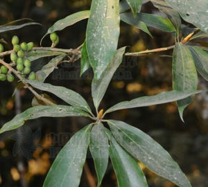 羽脈新木姜子 羽脈新木姜子