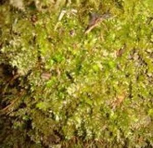 狹葉美喙蘚 狹葉美喙蘚